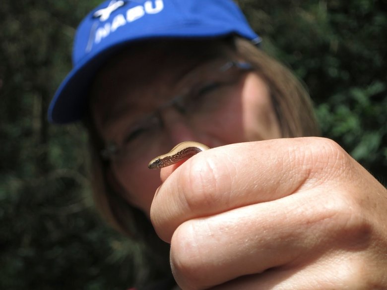 Blindschleiche in Hand
